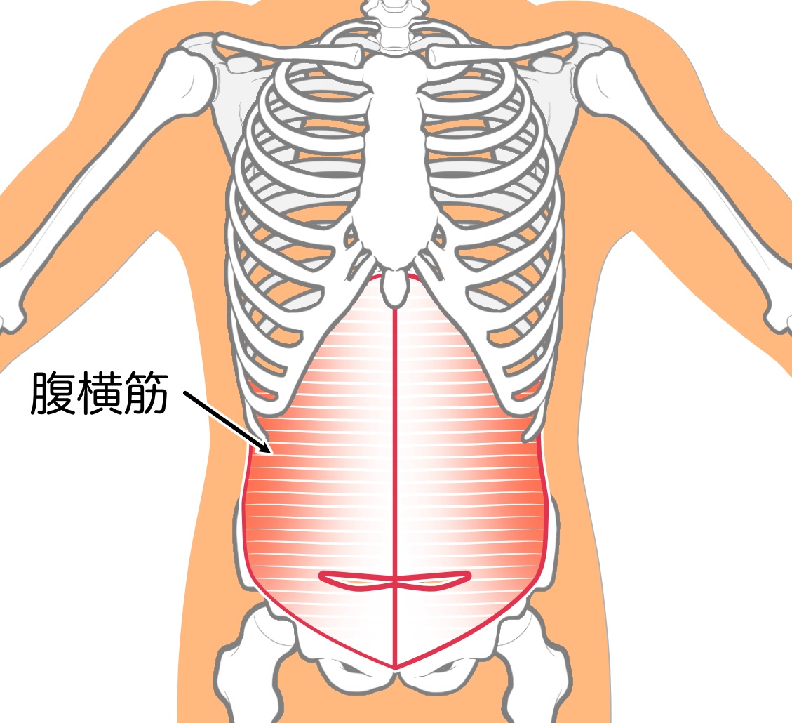 腹横筋